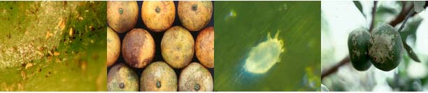 주요 농작물 병해충 발생 예찰 및 방제정보